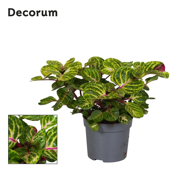 <h4>Iresine Herbstii Rich Funny Gold Decorum</h4>