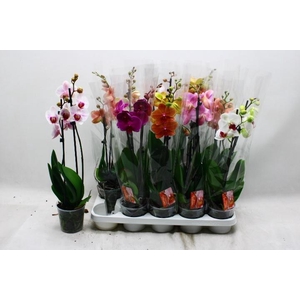 PHAL GEM