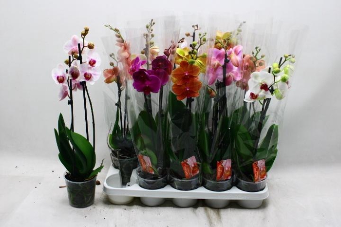 <h4>PHAL GEM</h4>