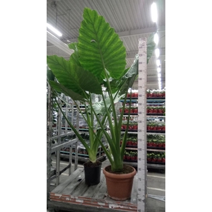 Alocasia macrorrhizos