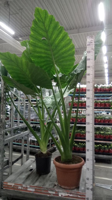 <h4>Alocasia macrorrhizos</h4>