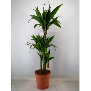 Dracaena frag. 'Janet Craig'