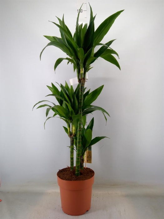 <h4>Dracaena frag. 'Janet Craig'</h4>