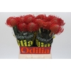 Nutans Ayoba Red
