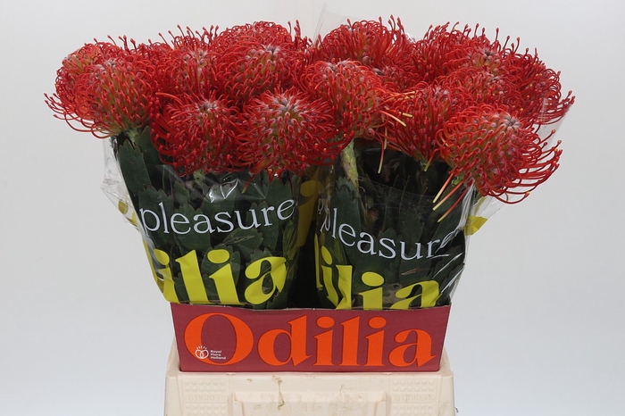 Nutans Ayoba Red