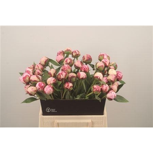 Paeo L Sarah Bernhard Pink