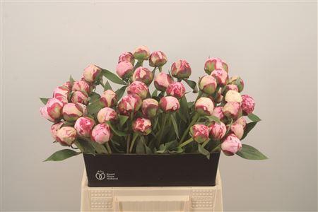 <h4>Paeo L Sarah Bernhard Pink</h4>