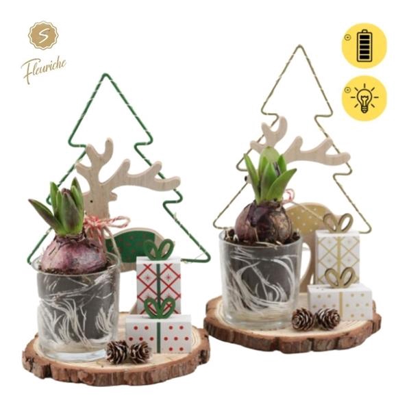 <h4>(1417) Hyacint Antartica 1PP Mos</h4>