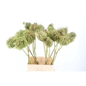 Ammi Majus Seed Heads Natural Mega100cm P/tk
