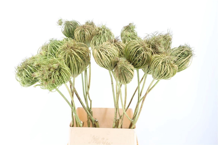 <h4>Ammi Majus Seed Heads Natural Mega100cm P/tk</h4>