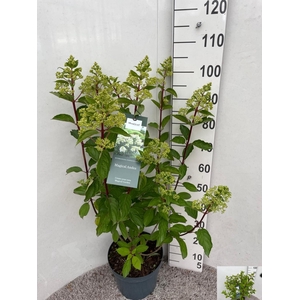 HYDR PANICULATA