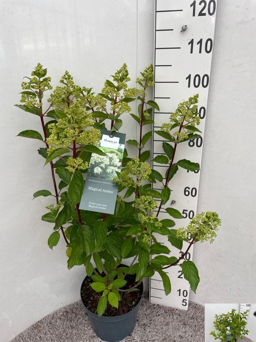 <h4>HYDR PANICULATA</h4>