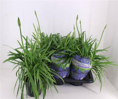 <h4>Agapanthus Summ Love Blue 2+</h4>