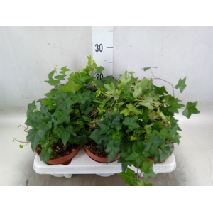 Hedera helix 'Pittsburgh'