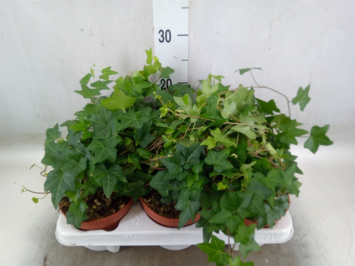 <h4>Hedera helix 'Pittsburgh'</h4>