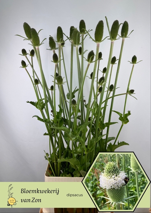 <h4>DIPSACUS</h4>