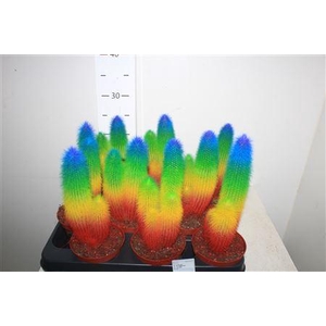 Cactus Special Edition Rainbow