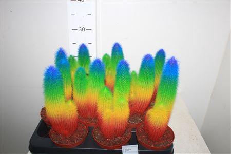 <h4>Cactus Special Edition Rainbow</h4>