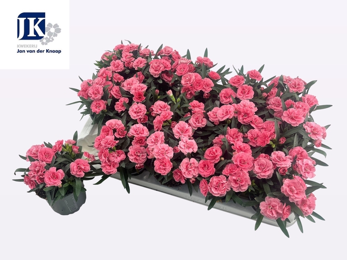 <h4>DIAN OSC PINK</h4>