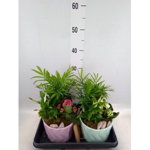 Arr.    Planten  L%