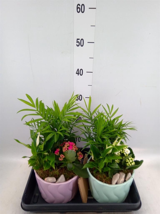 <h4>Arr.    Planten  L%</h4>