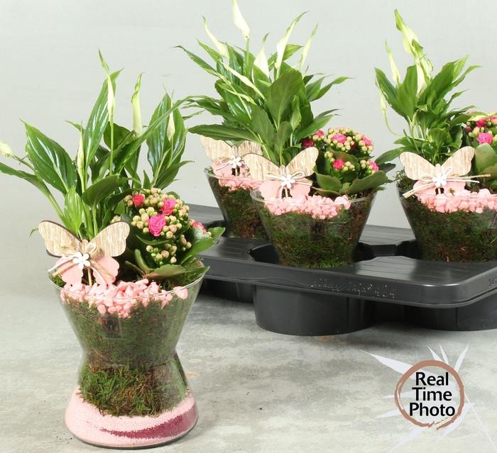 <h4>ARR KAMERPL</h4>