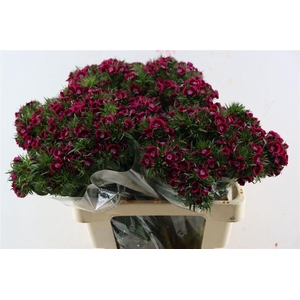 Di Barb Breanthus Jolly Purple Pink