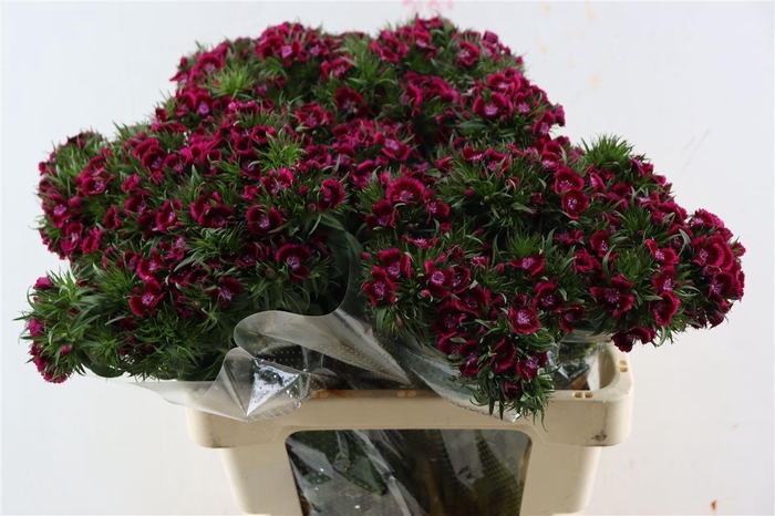 Di Barb Breanthus Jolly Purple Pink