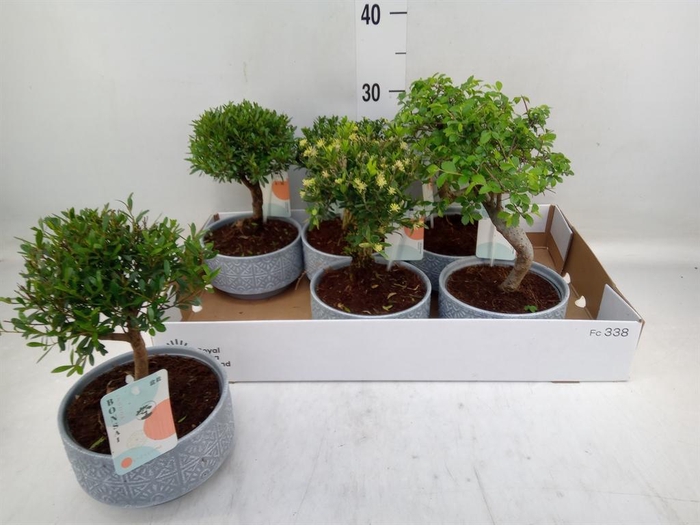<h4>Bonsai ...mix</h4>