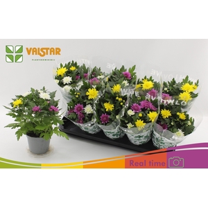 CHRYS DA VINC GEM PT