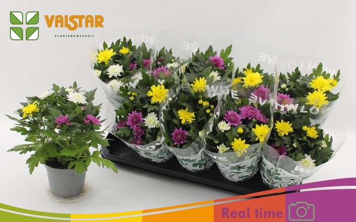 <h4>CHRYS DA VINC GEM PT</h4>