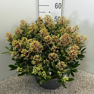 Skimmia japonica 'Cuba' P32 Schaal XL