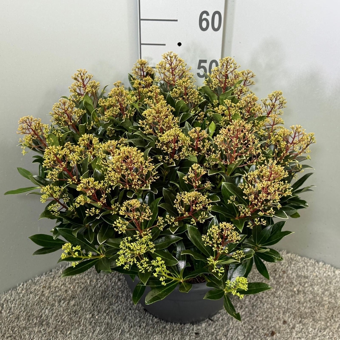 <h4>Skimmia japonica 'Cuba' P32 Schaal XL</h4>