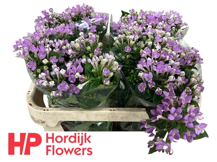 <h4>BOU EN NAOMI</h4>