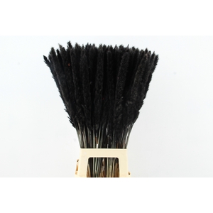 DF Pampas Silvy Bs 10pc Black