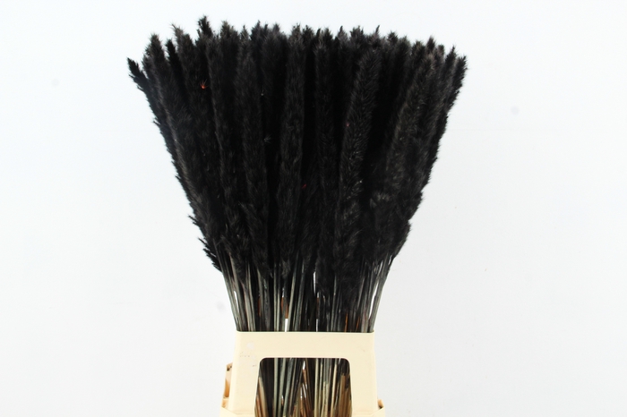 <h4>DF Pampas Silvy Bs 10pc Black</h4>