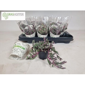 SENEC H PURPLE FLUSH
