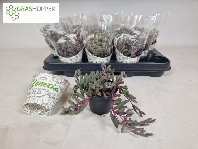 <h4>SENEC H PURPLE FLUSH</h4>
