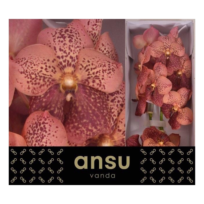 <h4>Vanda Su Leop Coral</h4>