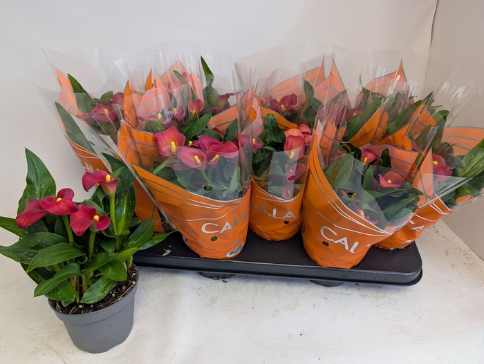 <h4>ZANT MORNING SUN</h4>