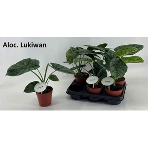 Alocasia   ...