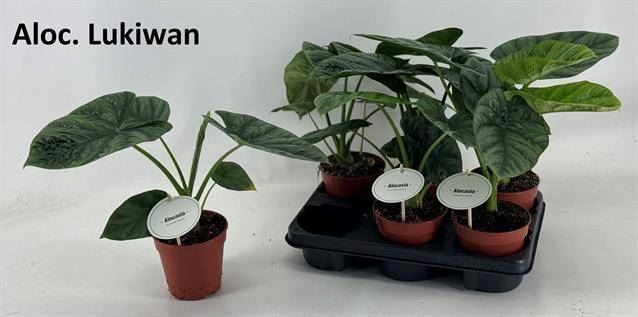 <h4>Alocasia   ...</h4>