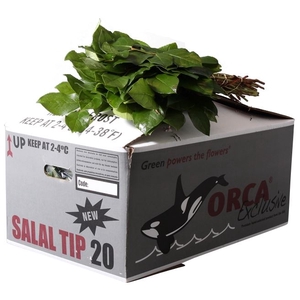 Salal Tip Orca Excl. AIR