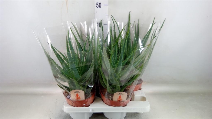 <h4>Aloe arborescens</h4>