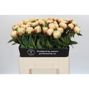 Paeonia Ann Cousins