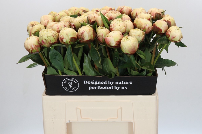 Paeonia Ann Cousins