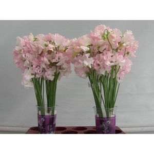 Lathyrus White Wedding