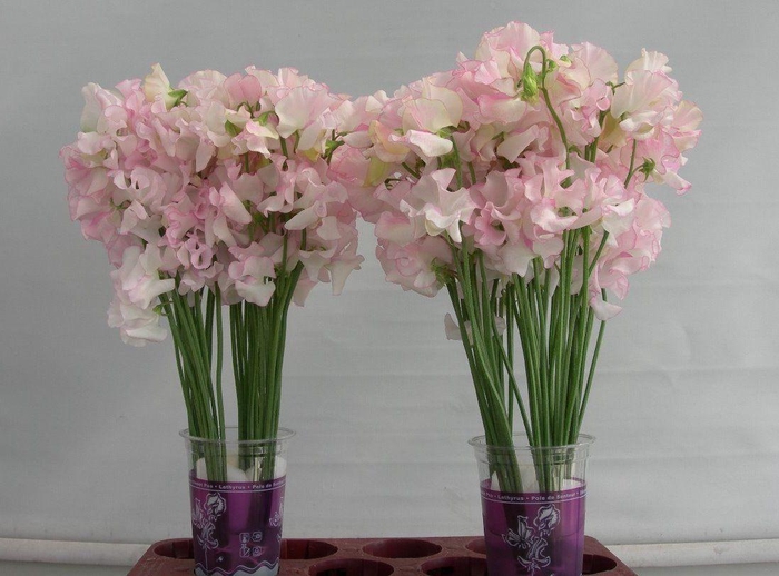 <h4>Lathyrus White Wedding</h4>