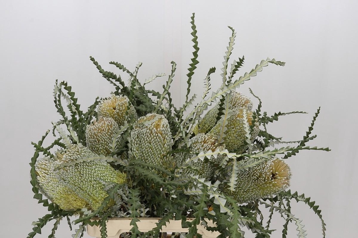 <h4>Banksia Speciosa</h4>