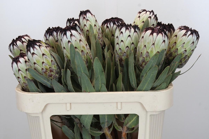 <h4>Protea Niobe</h4>